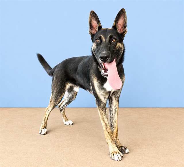 Bruster, a Border Collie, available for adoption