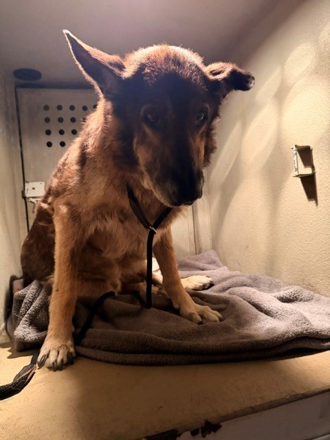 A5805763, a German Shepherd, available for adoption