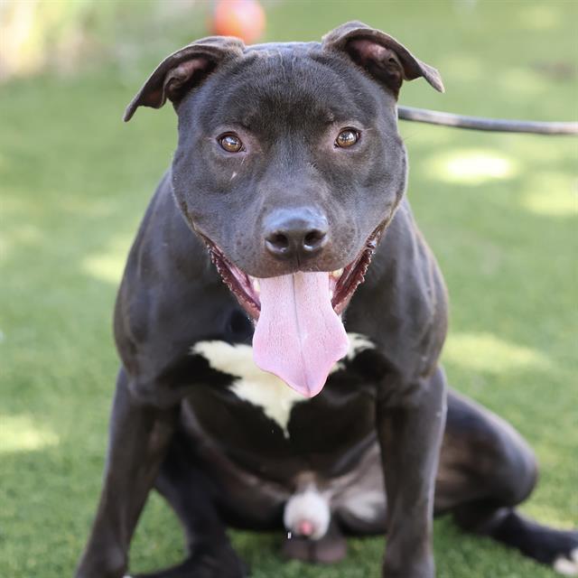 Wolfie, a Pit Bull Terrier, available for adoption