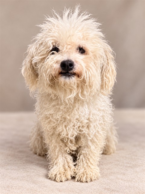 A5806081, a Poodle, available for adoption