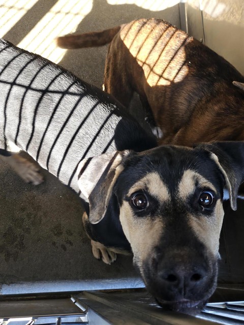 Starbies, a Shepherd (mix breed), available for adoption
