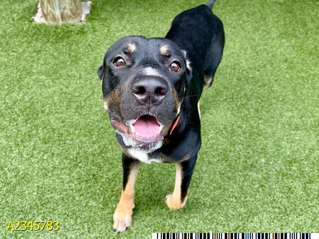 Tommy, a Labrador Retriever (mix breed), available for adoption