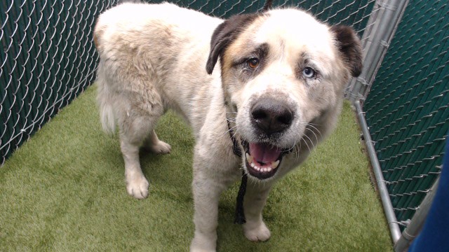 Bruno, a Saint Bernard St. Bernard, available for adoption