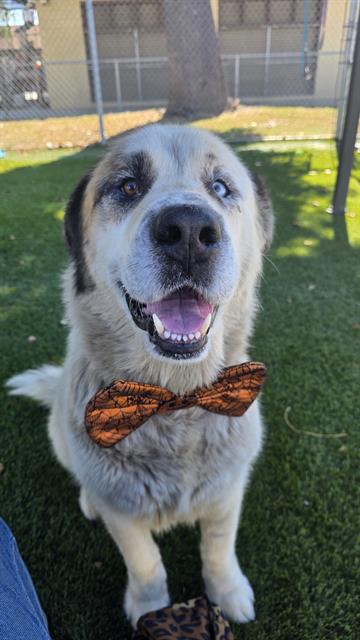 Bruno, a Saint Bernard St. Bernard, available for adoption