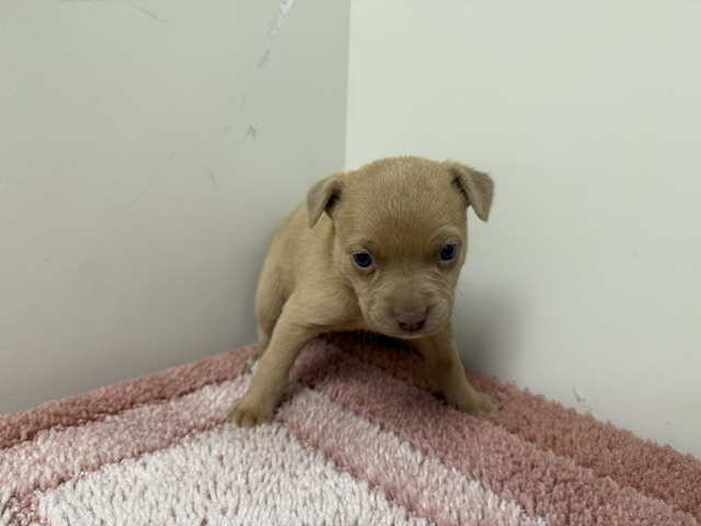 Peanut, a Bullmastiff, available for adoption