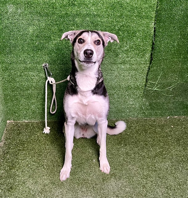 Annalee, a German Shepherd, available for adoption