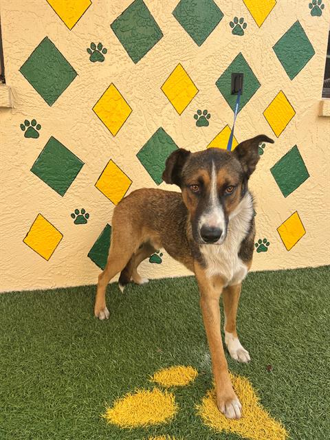 Sam, a English Shepherd (mix breed), available for adoption