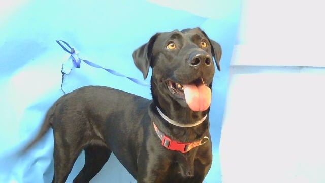 A5808043, a Labrador Retriever, available for adoption