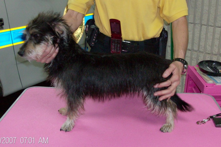 Other Photos of thie Dog