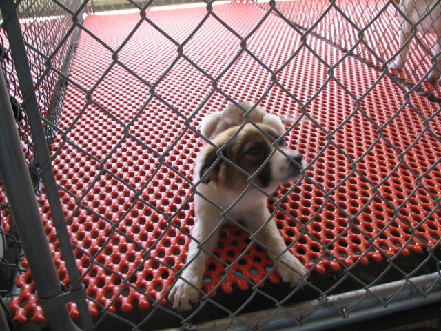 Other Photos of thie Dog
