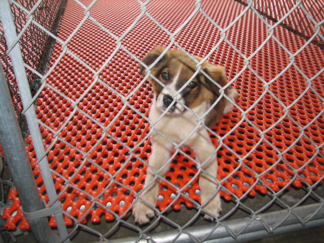 Other Photos of thie Dog