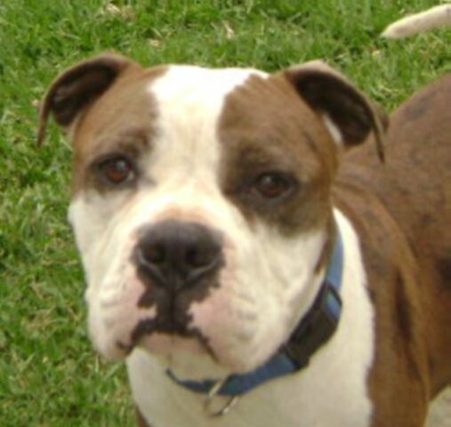 Other Photos of thie Dog