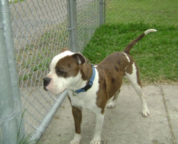 Other Photos of thie Dog
