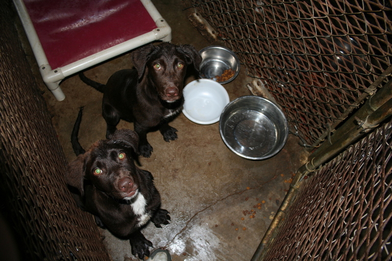 Other Photos of thie Dog