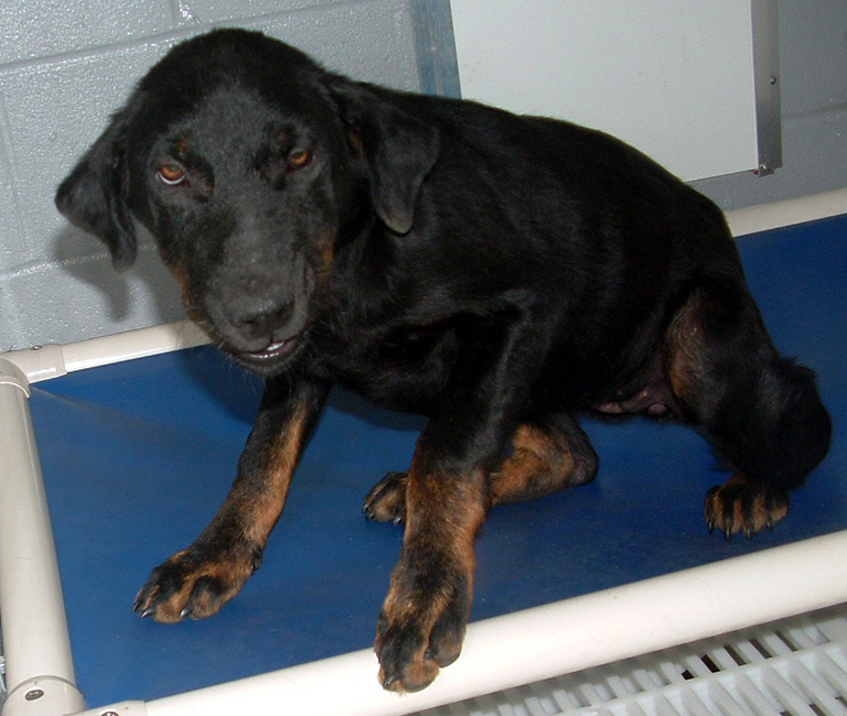 Other Photos of thie Dog