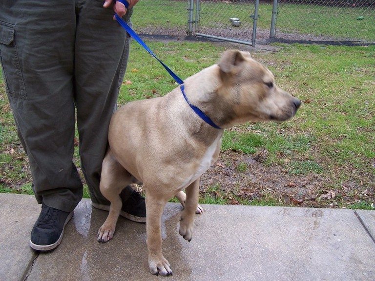 Other Photos of thie Dog