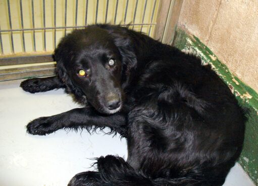 Other Photos of thie Dog