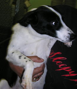 Other Photos of thie Dog