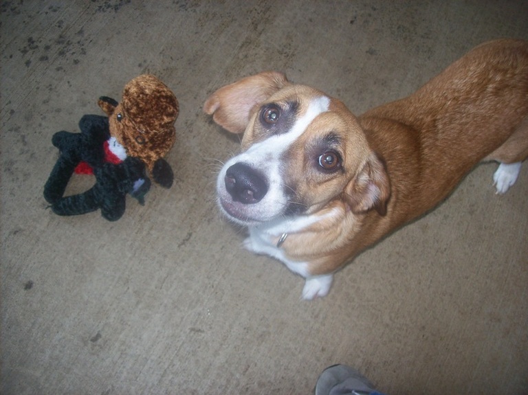 Other Photos of thie Dog