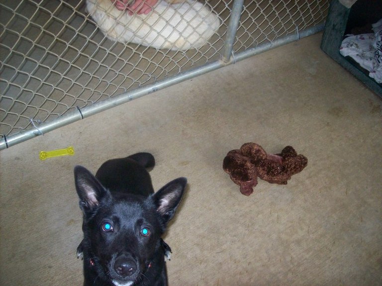 Other Photos of thie Dog