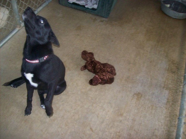 Other Photos of thie Dog