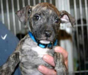 Main Photo of this Dog