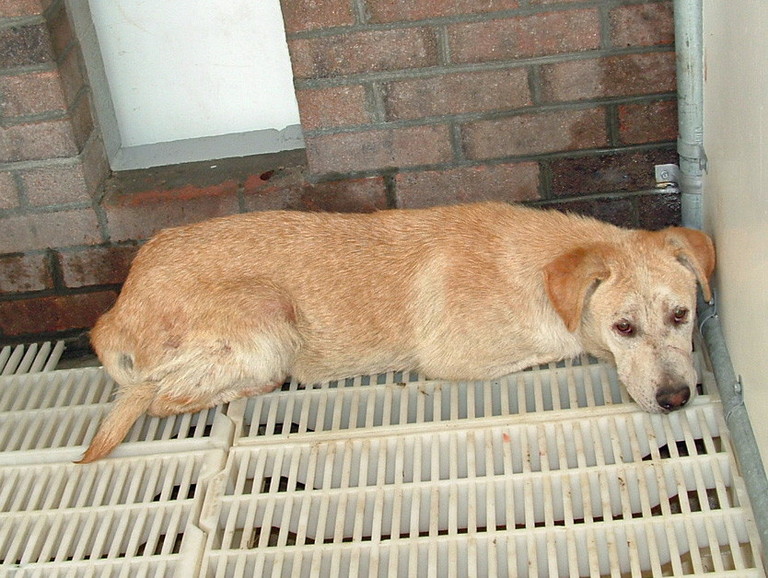 Other Photos of thie Dog