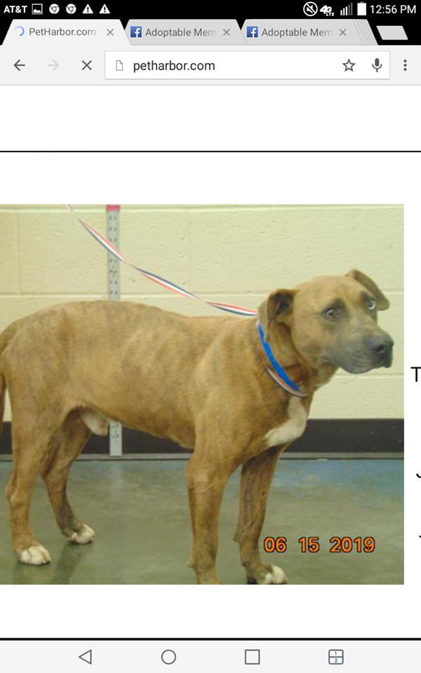 Other Photos of thie Dog