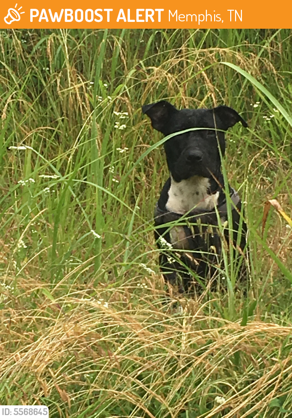 Other Photos of thie Dog