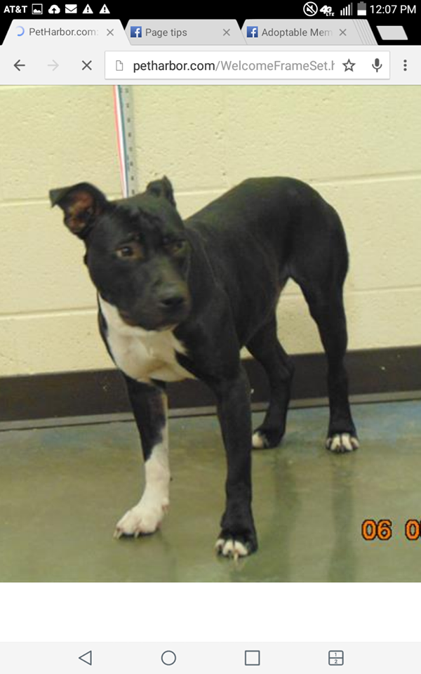 Other Photos of thie Dog