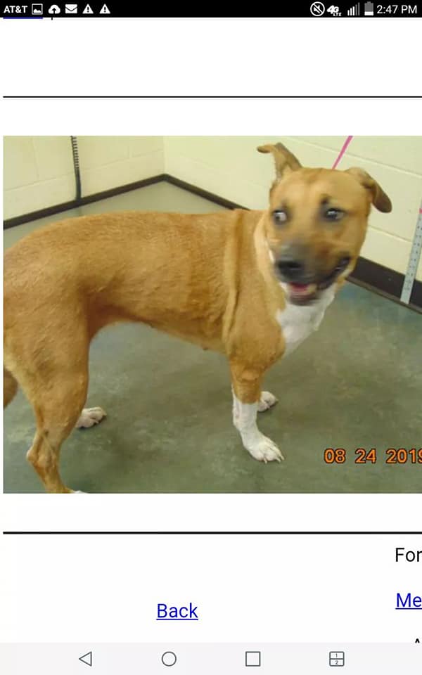 Other Photos of thie Dog