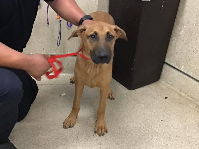Main Photo of this Dog