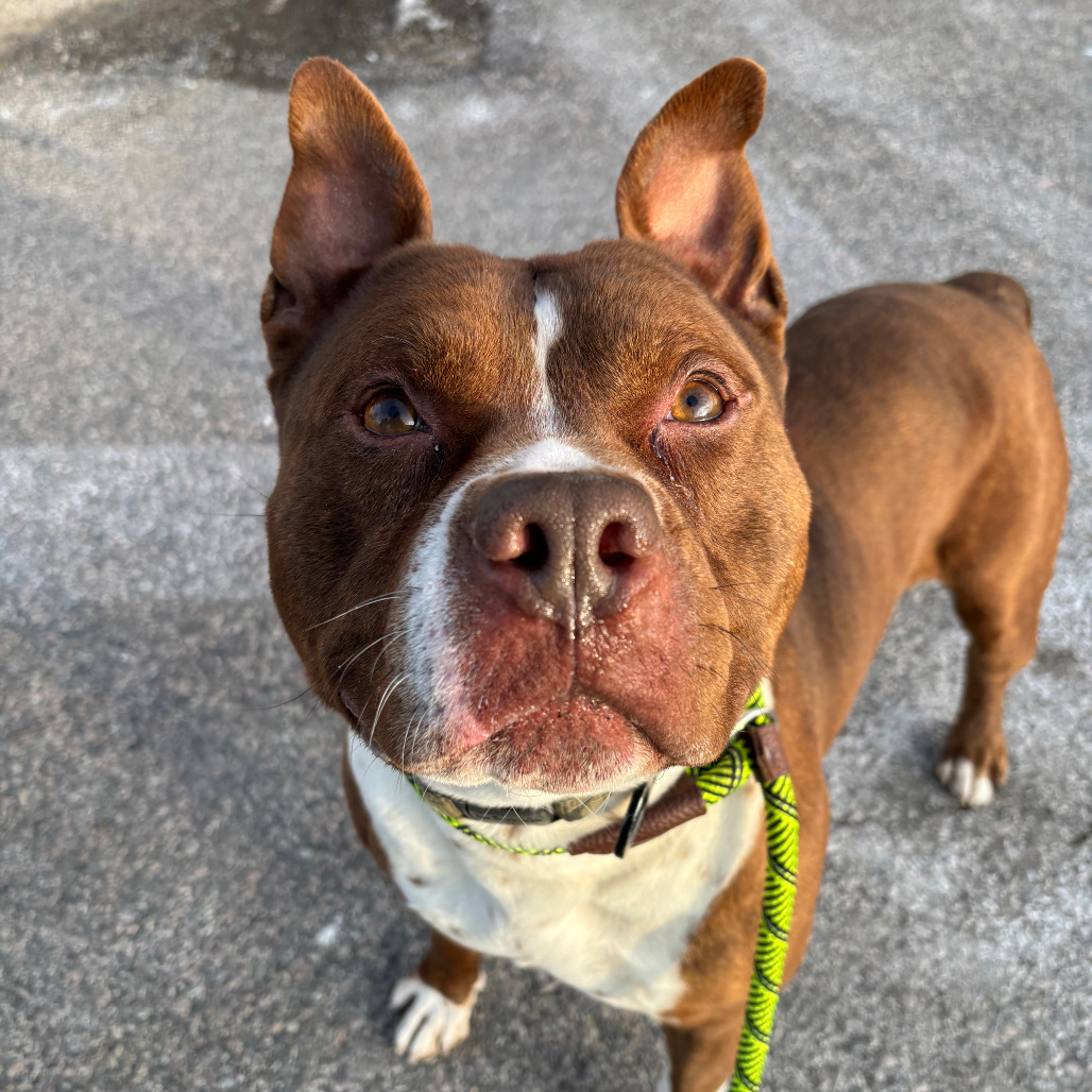 Main Photo of this Dog