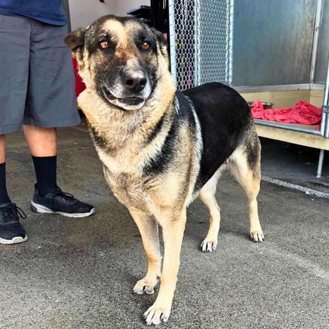 Main Photo of this Dog