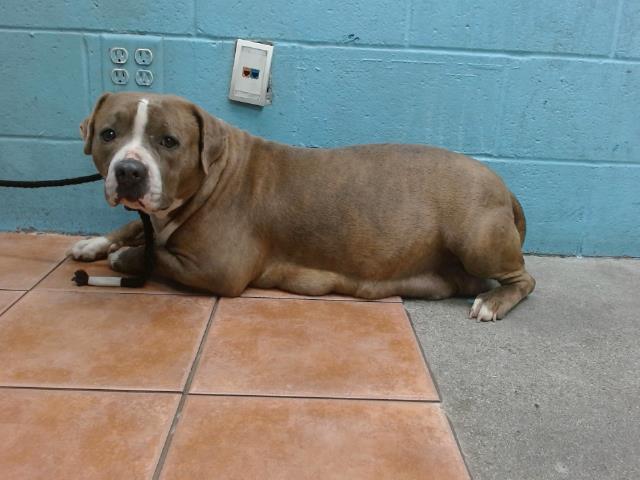 Main Photo of this Dog