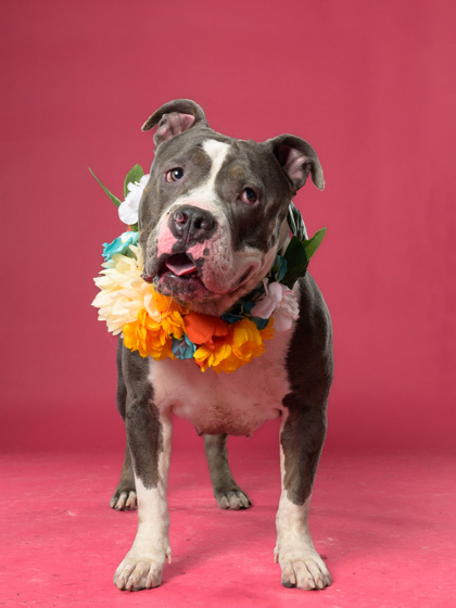 Lulu5, a American Bulldog, available for adoption