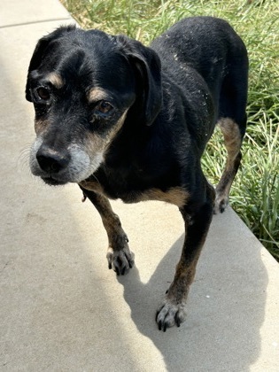 Robert Morris, a Terrier (mix breed), available for adoption