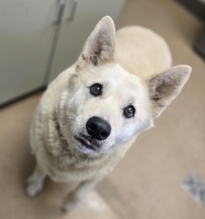 Joon, a Shepherd (mix breed), available for adoption