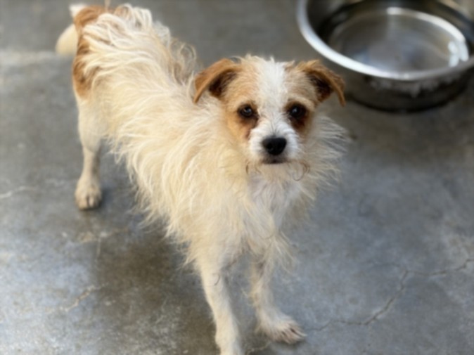 Tres, a Terrier, available for adoption