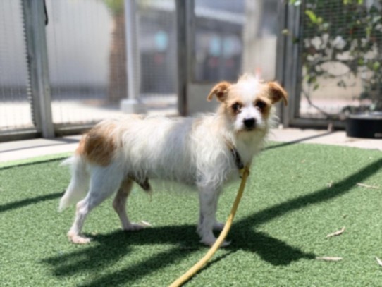 Kevin, a Terrier, available for adoption