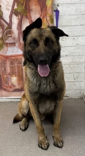 Owen, a German Shepherd, available for adoption