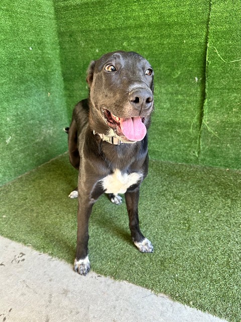Piper, a Labrador Retriever, available for adoption