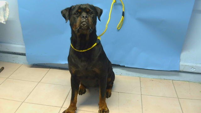 Roxy, a Rottweiler, available for adoption