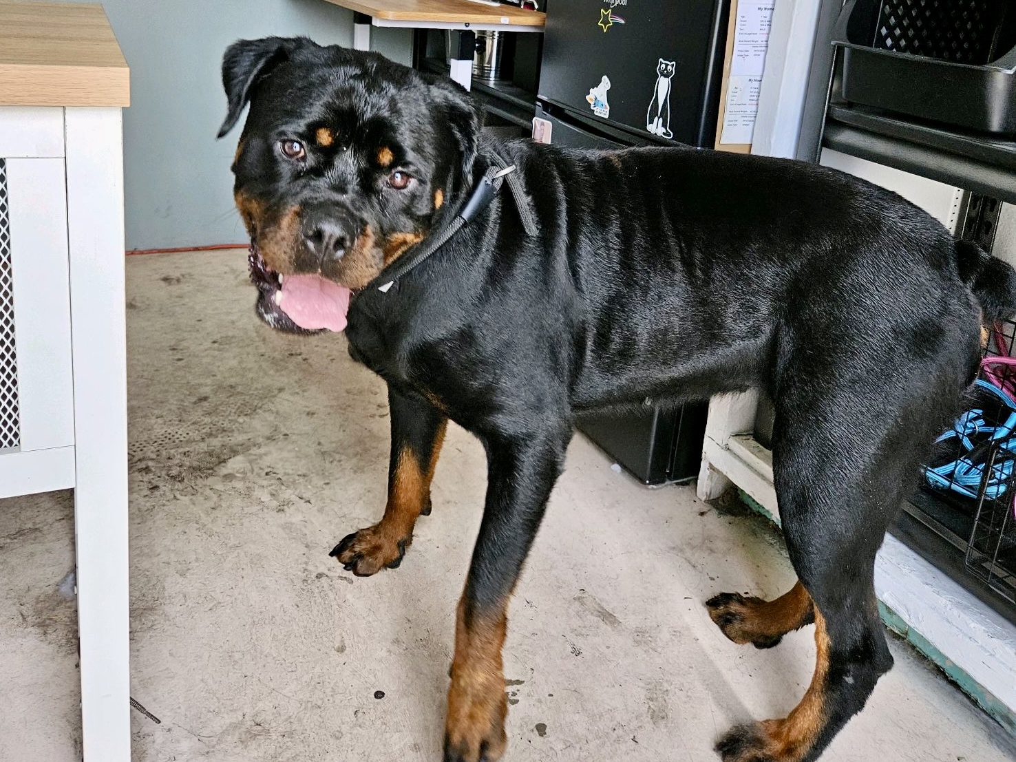 Roxy, a Rottweiler, available for adoption