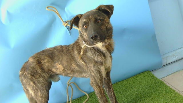 Roscoe, a German Shepherd, available for adoption