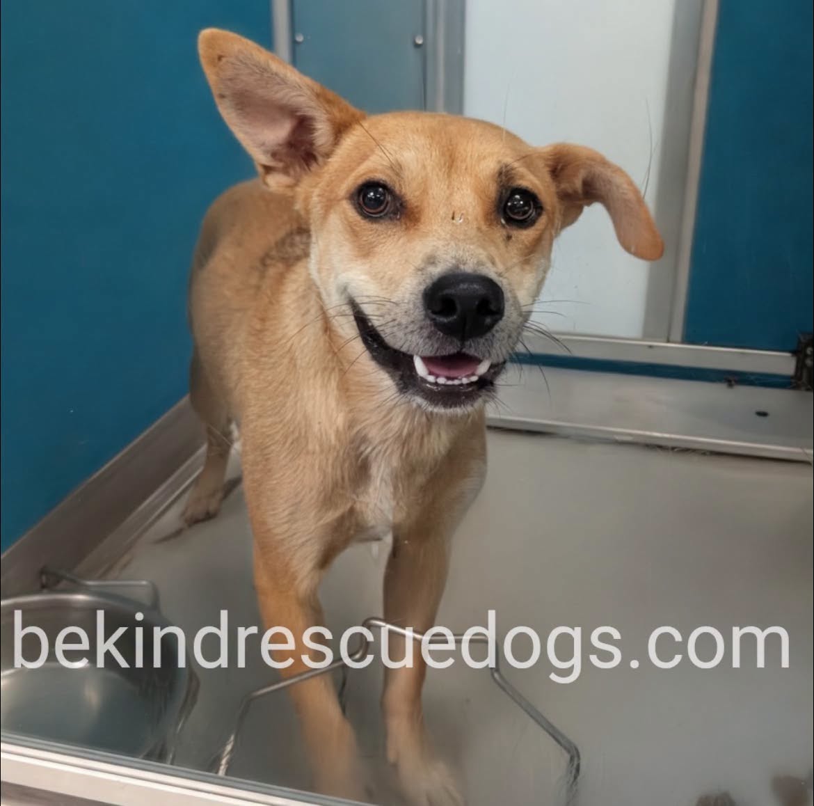 A478440, a Chihuahua, available for adoption