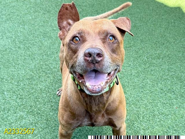 Evander, a Pit Bull Terrier (mix breed), available for adoption
