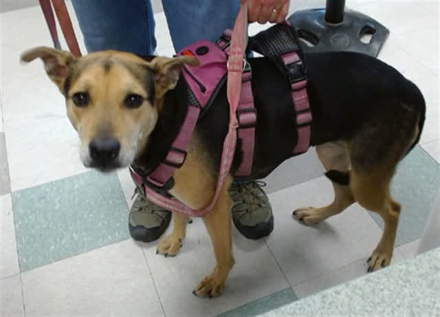 Lizzy, a German Shepherd, available for adoption