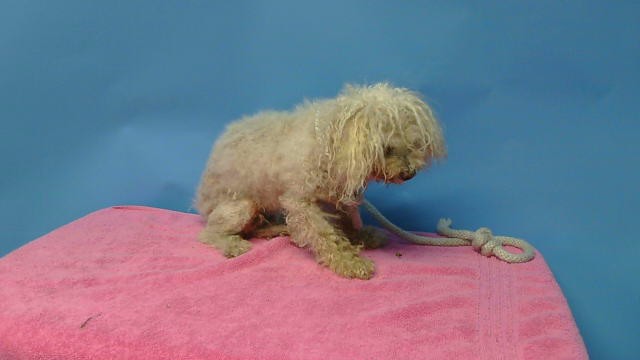 A5791241, a Poodle, available for adoption