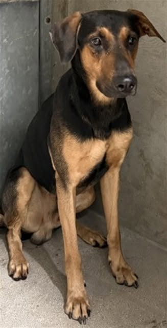 Sebastian, a Doberman Pinscher, available for adoption